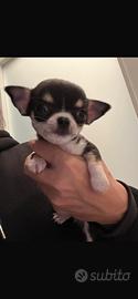 Chihuahua pelo corto