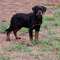 Cuccioli rottweiler lonato del garda