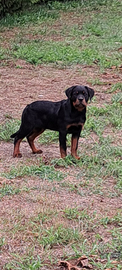 Cuccioli rottweiler lonato del garda