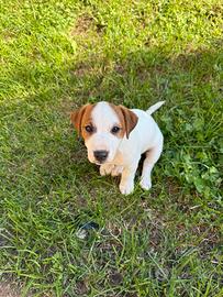 Jack Russell terrier pelo liscio cucciolo maschio