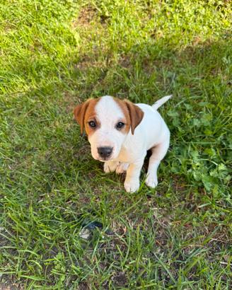 Jack Russell terrier pelo liscio cucciolo maschio