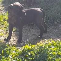 Cane corso