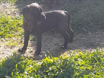 Cane corso
