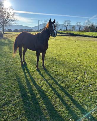 Quarter horse