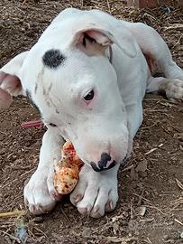 Cucciola dogo argentino