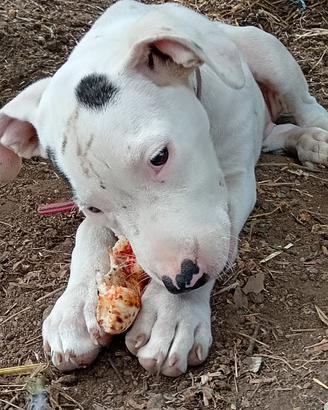 Cucciola dogo argentino