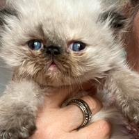 Cucciola di gatto persiano