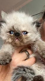 Cucciola di gatto persiano