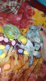 Inseparabile all.a mano