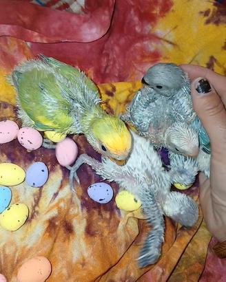 Inseparabile all.a mano