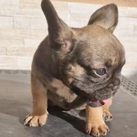 Bulldog francese