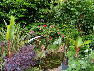 pianta di banano, alocasia, canna indica di varie 