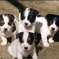 Jack russell