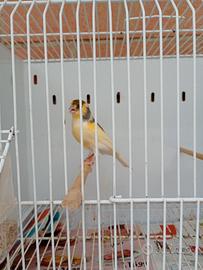 Canarino