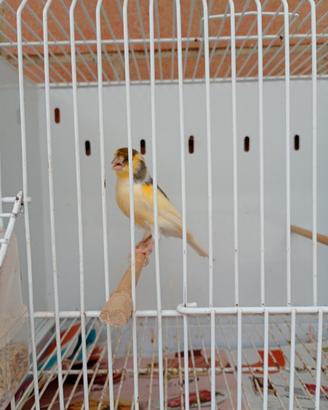 Canarino