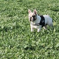 Bulldog francese per monta