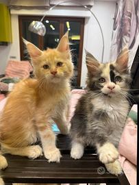 Maine Coon cuccioli con pedigree