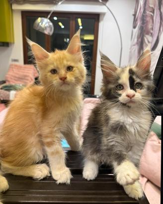 Maine Coon cuccioli con pedigree