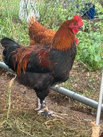 Galli