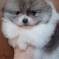 Spitz tedesco/Pomerania
