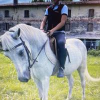 Pony da Sella (Salto / Cross-Country / Pony Games)