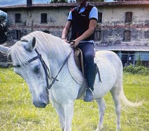 Pony da Sella (Salto / Cross-Country / Pony Games)