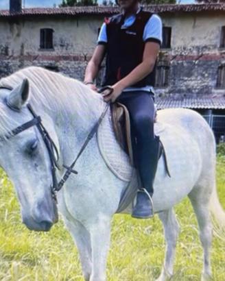 Pony da Sella (Salto / Cross-Country / Pony Games)