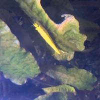 Caridine Yellow Golden più acquario