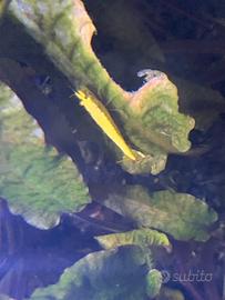 Caridine Yellow Golden più acquario