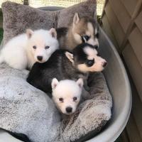 Cuccioli Husky
