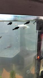 Molly black disponibili