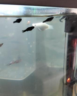 Molly black disponibili