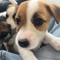 Jack Russel Terrier - 2 femmine