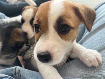 Jack Russel Terrier - 2 femmine