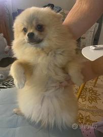 Spitz pomerania femmina