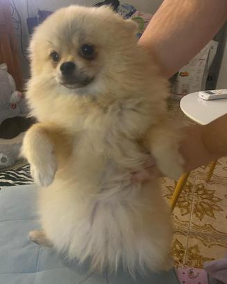 Spitz pomerania femmina