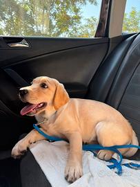 Cucciola di Labrador retriever femmina 3 mesi