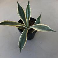 Agavi americane variegate