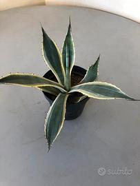 Agavi americane variegate