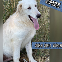 Spike: cucciolo dolce e socievole
