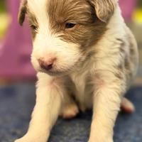 Border collie lilac e blu