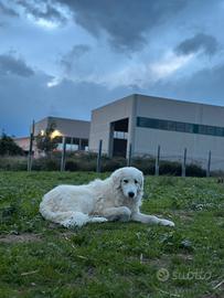 Cucciola di pastore maremmano abruzzese