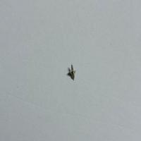 PARTI DI RICAMBIO UNIVERSAL GENEVE CAL 138 ASSE