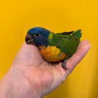 Pappagallo Lorichetto Moluccano pet