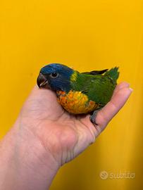 Pappagallo Lorichetto Moluccano pet