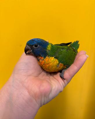Pappagallo Lorichetto Moluccano pet