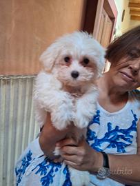 Cuccioli maltesi di piccola taglia con pedigree