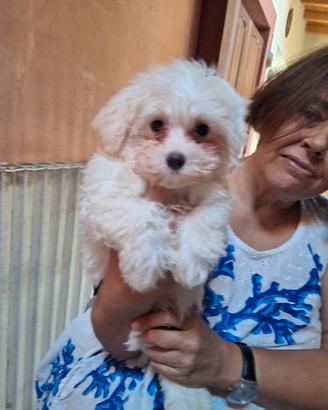 Cuccioli maltesi di piccola taglia con pedigree