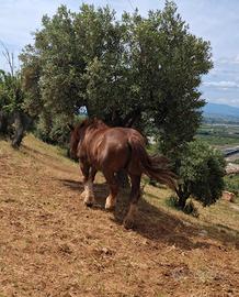 Cavalla TPR