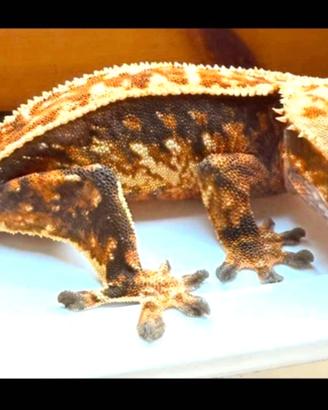 Geco Ciliatus maschio Tricolor, scambi leopardini